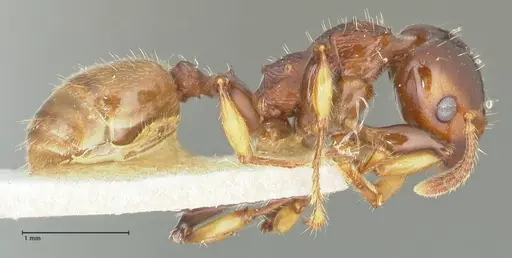 Podomyrma gratiosa - FOCOL1998