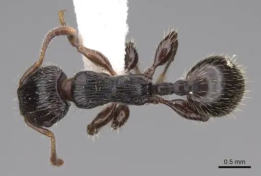 Podomyrma grossestriata specimen