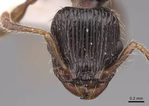 Podomyrma grossestriata specimen