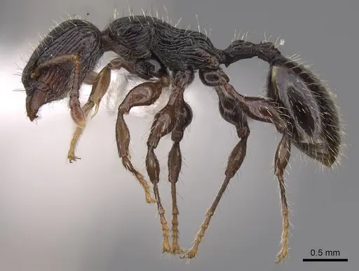 Podomyrma grossestriata specimen