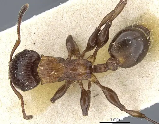 Podomyrma keysseri specimen