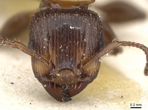 Podomyrma keysseri specimen