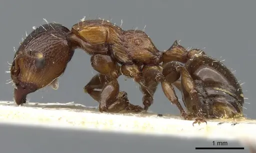 Podomyrma keysseri specimen