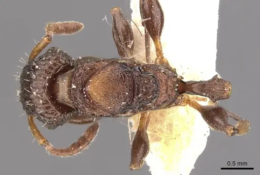 Podomyrma kitschneri specimen