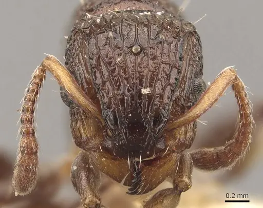 Podomyrma kitschneri specimen