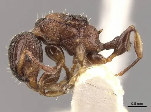 Podomyrma kitschneri specimen