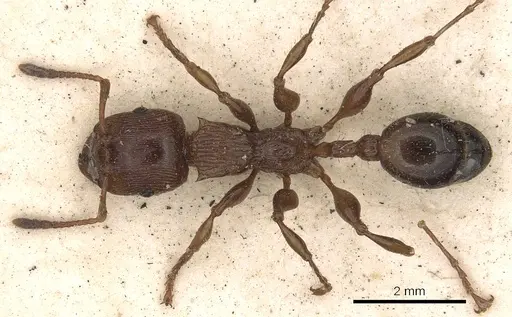 Podomyrma laevifrons specimen