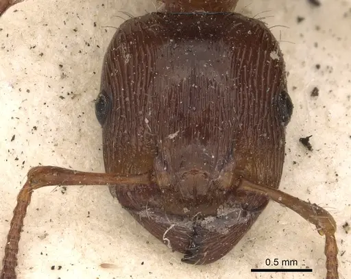 Podomyrma laevifrons specimen