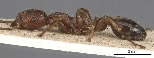 Podomyrma laevifrons specimen