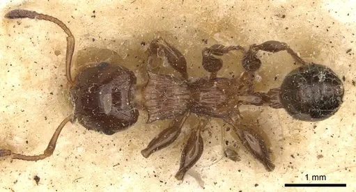 Podomyrma laevifrons - CASENT0901391