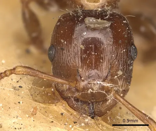 Podomyrma laevifrons - CASENT0901391