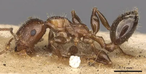 Podomyrma laevifrons - CASENT0901391