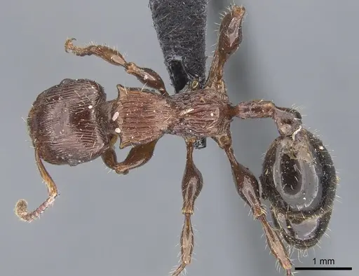 Podomyrma laevifrons - CASENT0902001