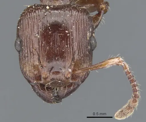 Podomyrma laevifrons - CASENT0902001