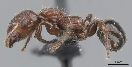 Podomyrma laevifrons - CASENT0902001