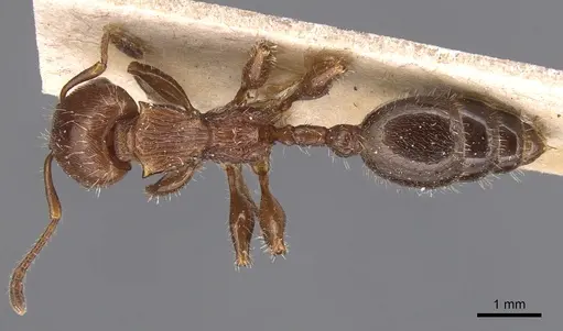 Podomyrma laevifrons - CASENT0904707