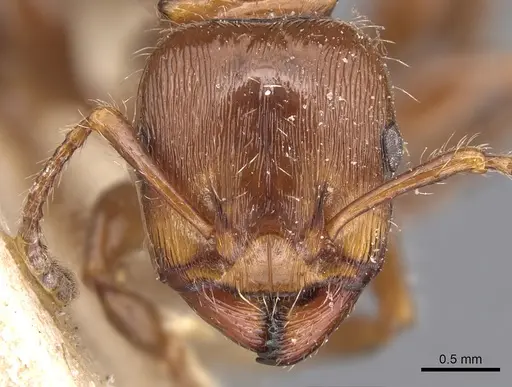 Podomyrma laevifrons - CASENT0904707