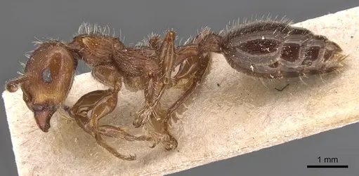 Podomyrma laevifrons - CASENT0904707