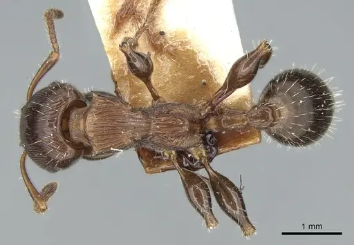 Podomyrma laevifrons - CASENT0906186