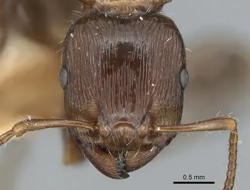 Podomyrma laevifrons - CASENT0906186