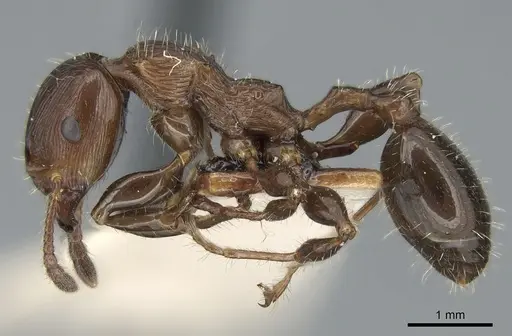 Podomyrma laevifrons - CASENT0906186