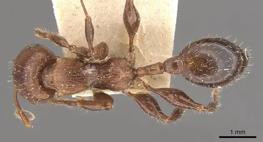 Podomyrma laevifrons - CASENT0908973