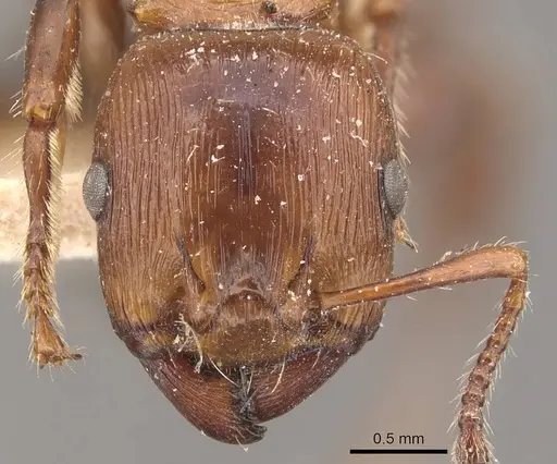 Podomyrma laevifrons - CASENT0908973