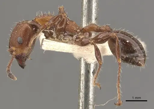 Podomyrma laevifrons - CASENT0908973