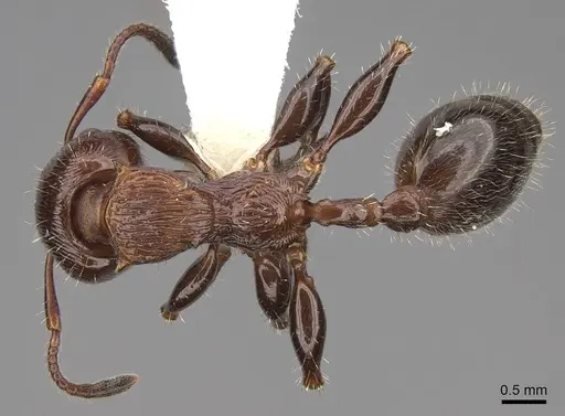 Podomyrma laevifrons - CASENT0922812