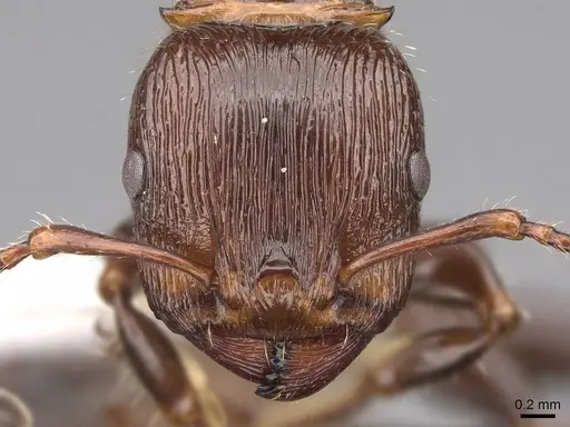 Podomyrma laevifrons - CASENT0922812