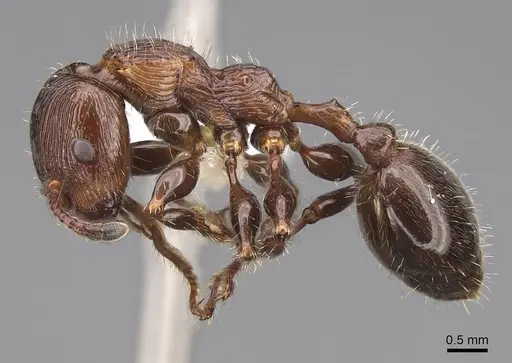 Podomyrma laevifrons - CASENT0922812