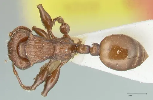 Podomyrma laevifrons - FOCOL1975