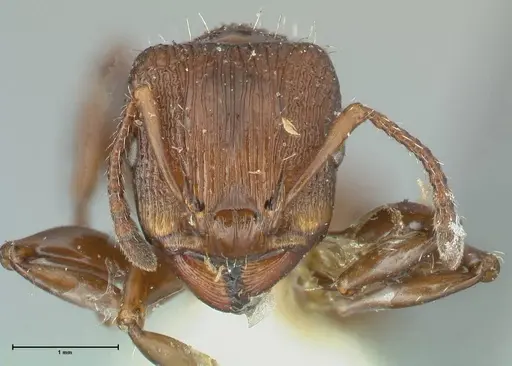 Podomyrma laevifrons - FOCOL1975