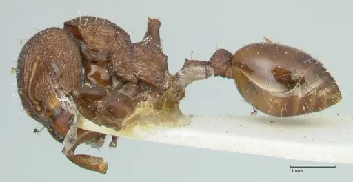 Podomyrma laevifrons - FOCOL1975