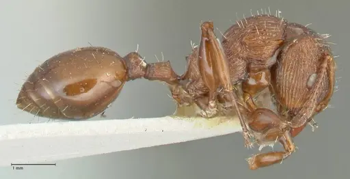 Podomyrma laevifrons - FOCOL1975