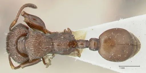 Podomyrma laevifrons - FOCOL1976