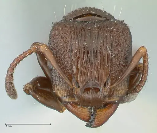 Podomyrma laevifrons - FOCOL1976