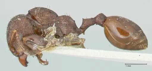 Podomyrma laevifrons - FOCOL1976