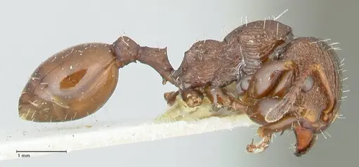 Podomyrma laevifrons - FOCOL1976