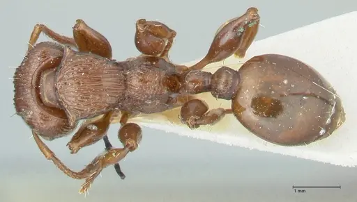 Podomyrma laevifrons - FOCOL1977