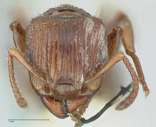 Podomyrma laevifrons - FOCOL1977