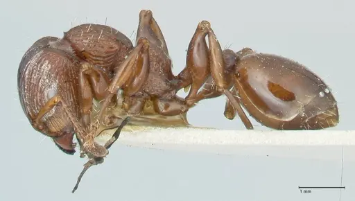 Podomyrma laevifrons - FOCOL1977