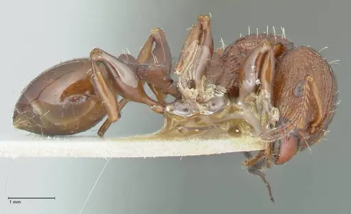 Podomyrma laevifrons - FOCOL1977