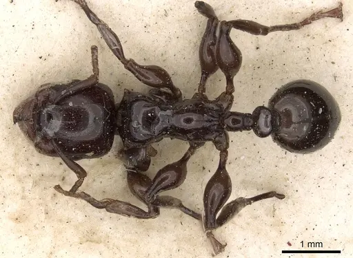 Podomyrma laevissima specimen