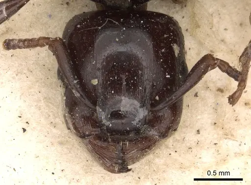 Podomyrma laevissima specimen