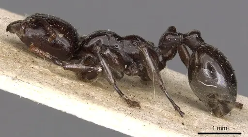 Podomyrma laevissima specimen