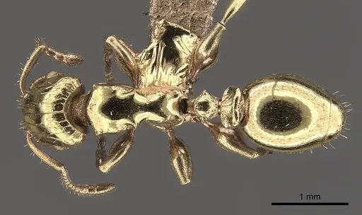 Podomyrma lampros specimen