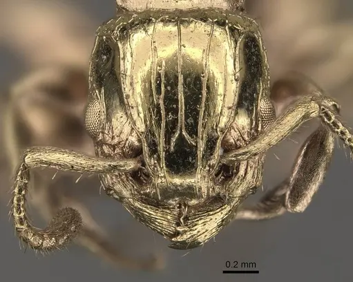 Podomyrma lampros specimen