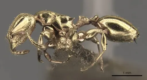 Podomyrma lampros specimen