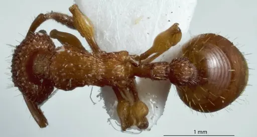 Podomyrma libra specimen